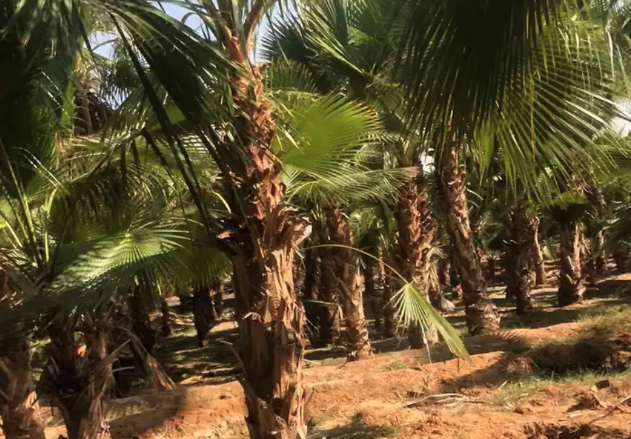 نخيل واشنطني ونخيل عربي