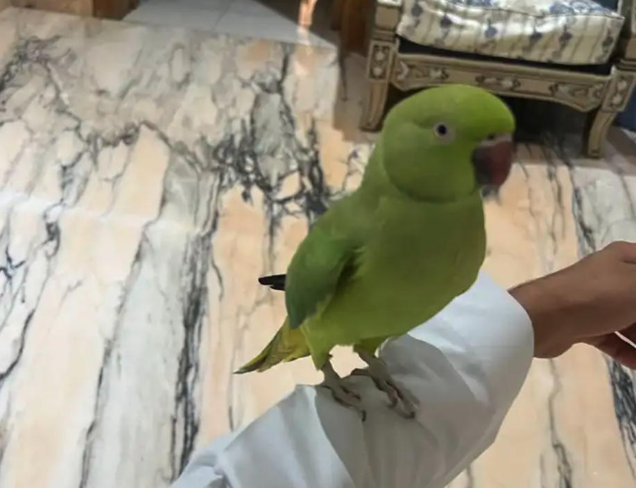 ببغاء دره متكلم ويطلع على اليد