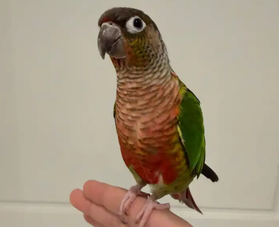 ببغاء كنيور يلو سايد اليف جدا جدا
