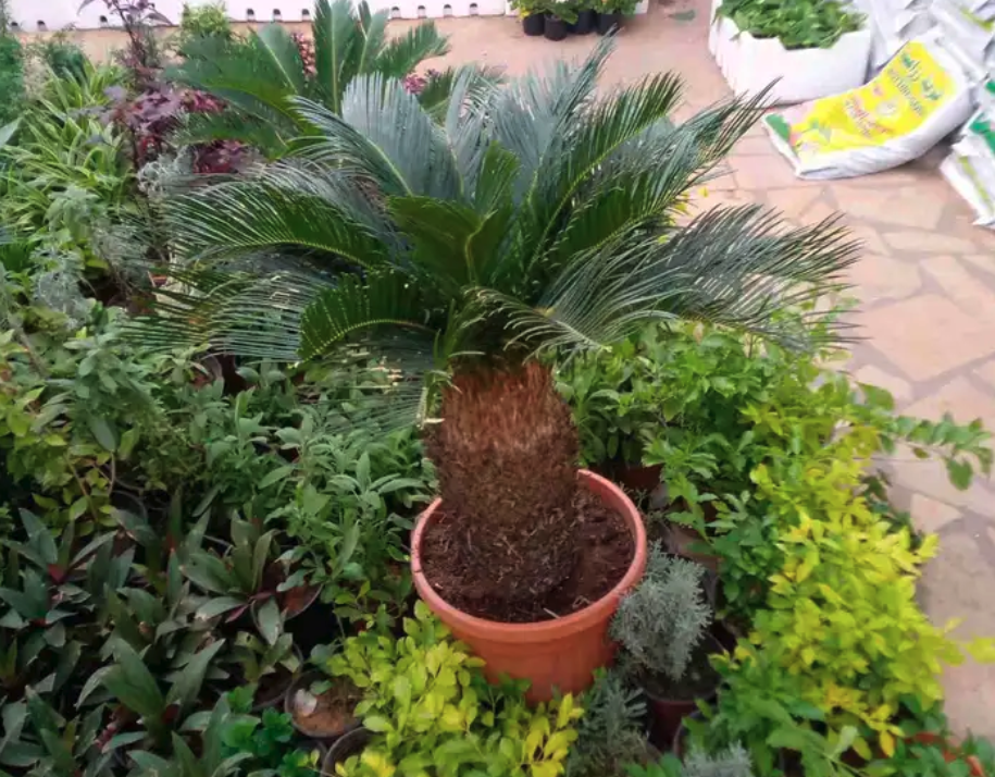 مشتل ابوساجد لتنسيق الحدائق وبيع الاشجار والزهور والنباتات