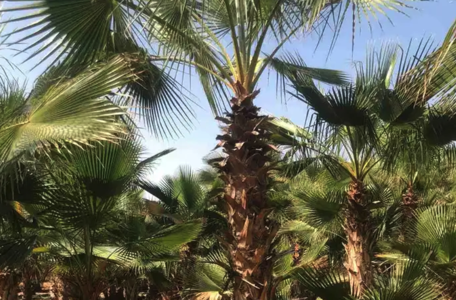 نخيل واشنطني ونخيل عربي