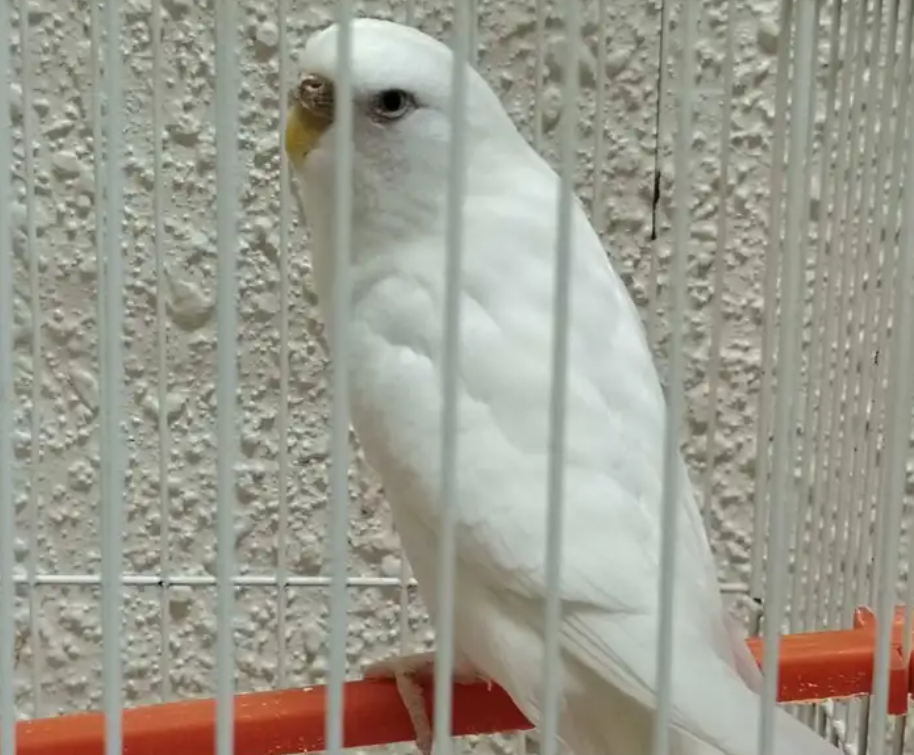 زوج طيور بادجي للبيع