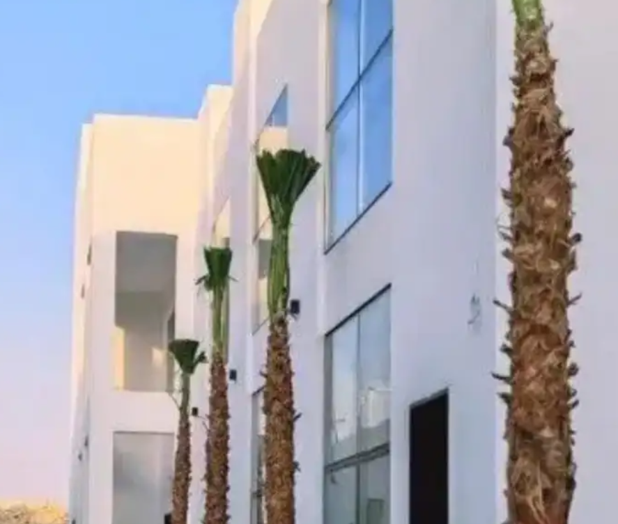 نخل واشنطني زينه امريكي