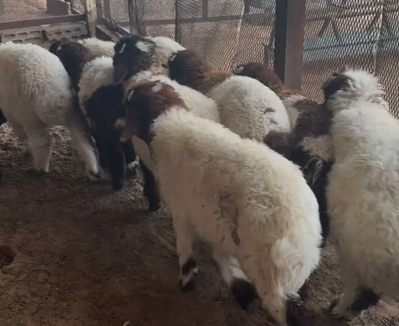 هرافي خروف صافي