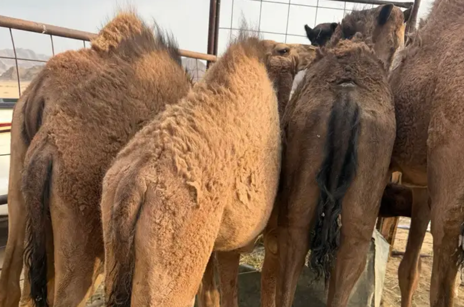 قعدان