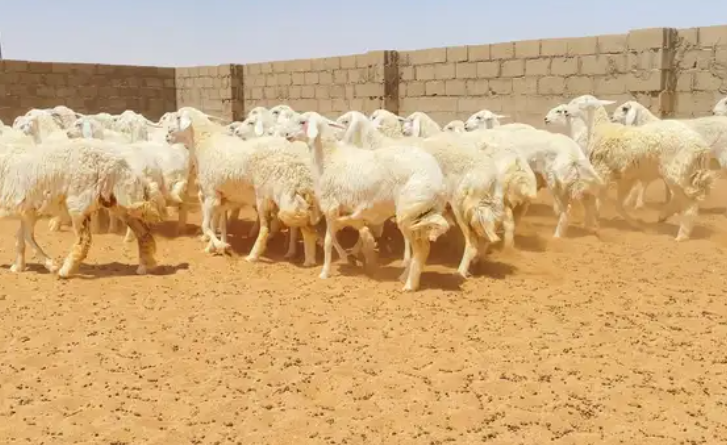 رخال حريات حرش صنف 74 راس