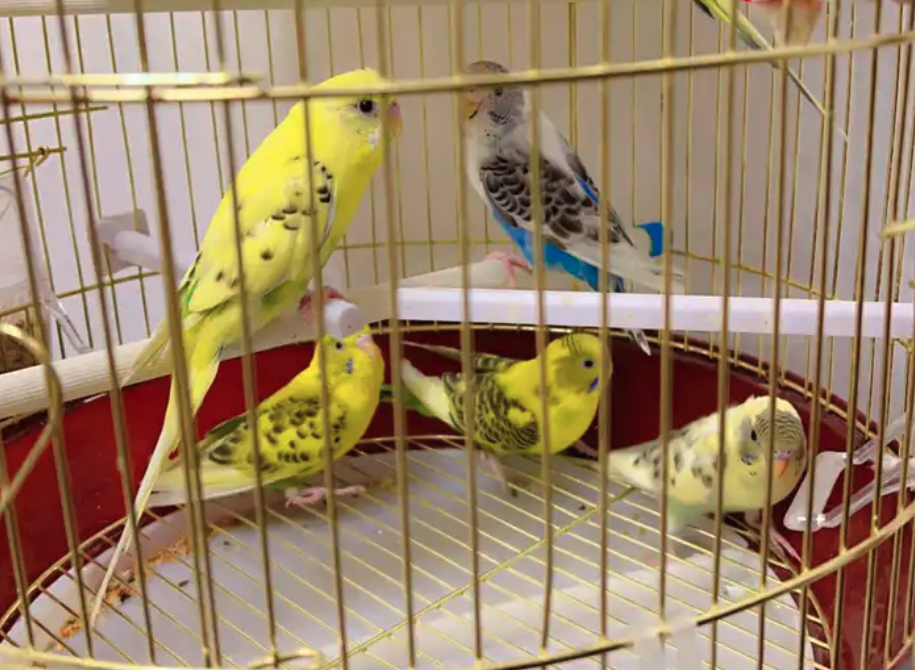 6 عصافير بادجي ازواج منتجه