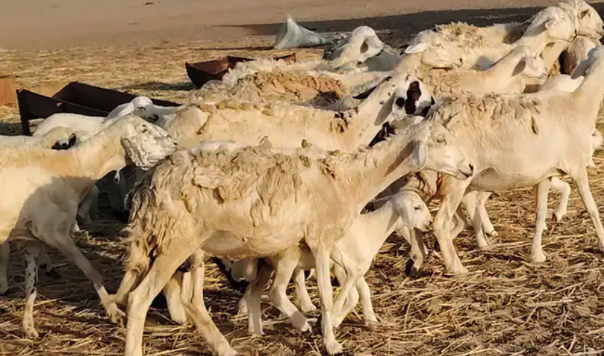 غنم حريه خلفات حرش 17 بالفحل تحتها 16 بهمها طيب وقيامه طيب