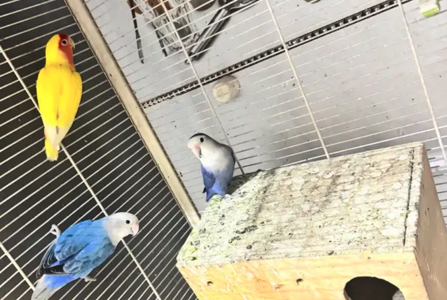 ثلاث طيور روز