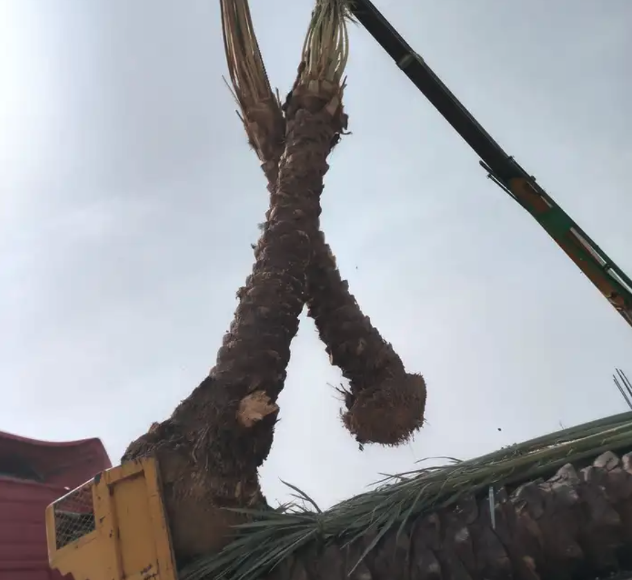 متوفرجميع انواع أنخيل للبيع