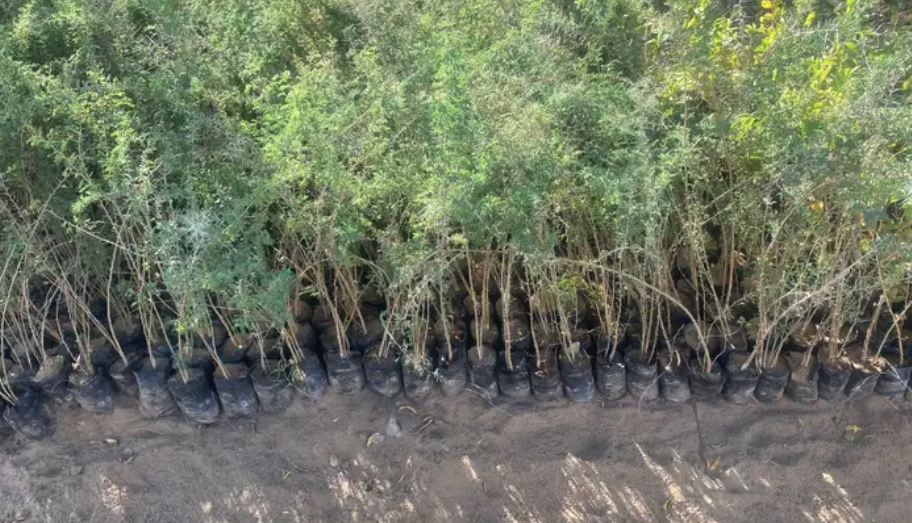 اشجار شوكيات( طلح -سدر -قرض -سمر )