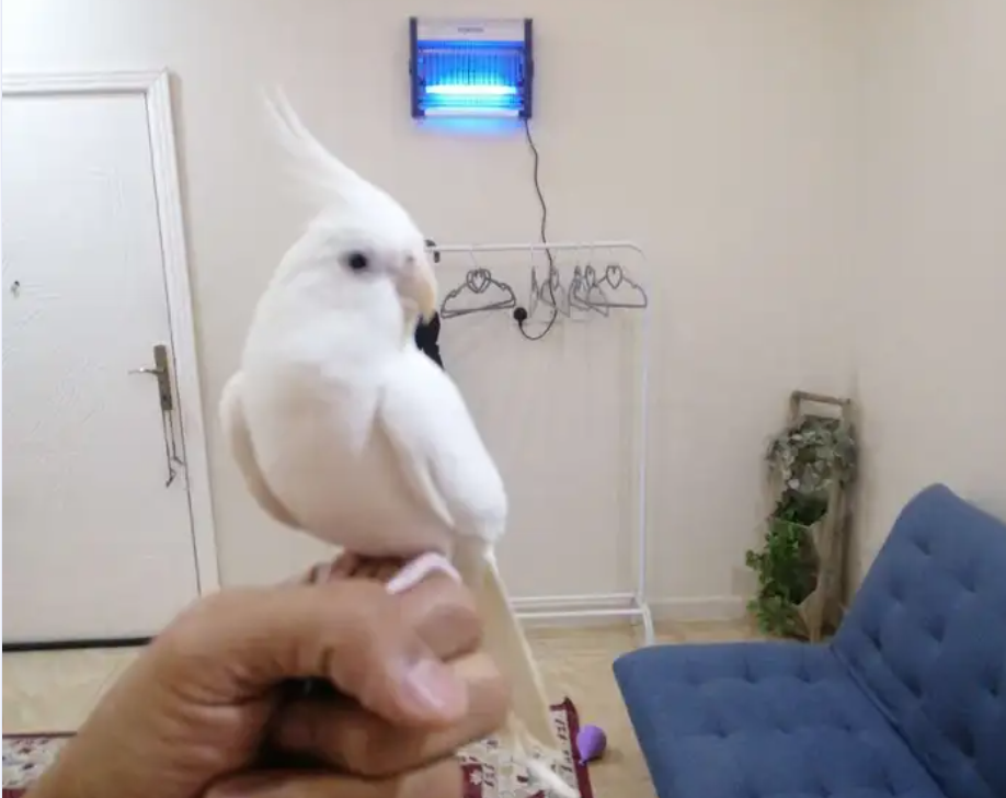 انثى كروان البينو اليفه للبيع