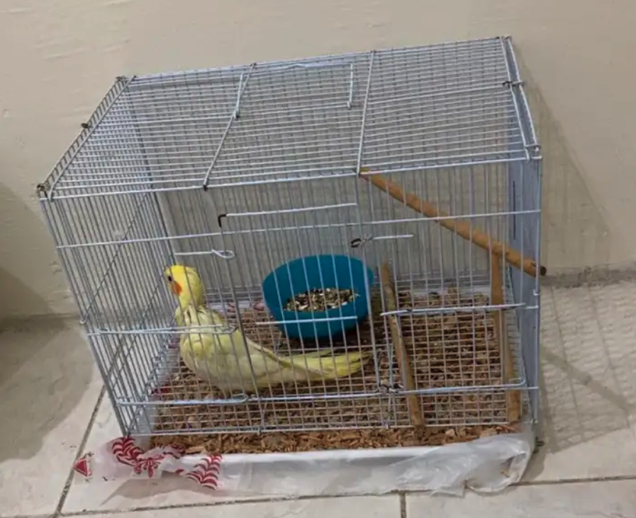 البيع طيور كروان اليف ذكر