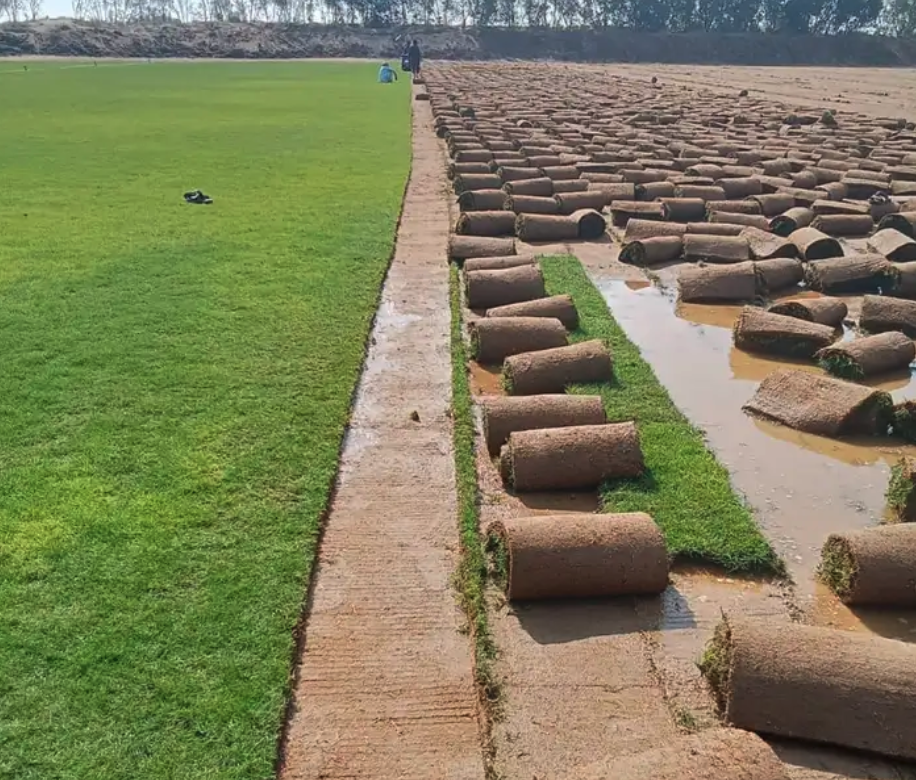 نجيله خضراء طبيعيه