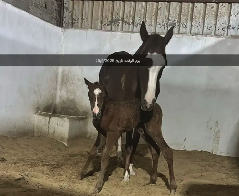 فرس شعبيه تحتها مهره