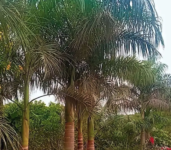 يوجد لدينا نخل ملوكي في جده بجميع المقاسات