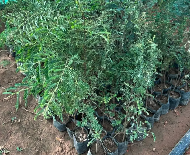 عرض شتلات الجمله 5000 شتله بريال و30 هلله شامل التوصيل 1.30