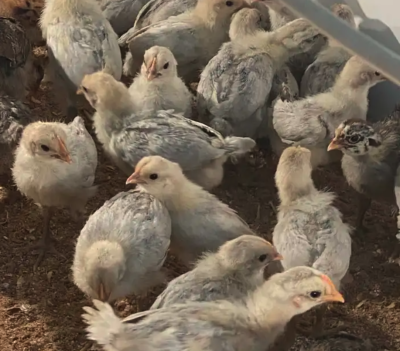 صوص فيومي المنيوم