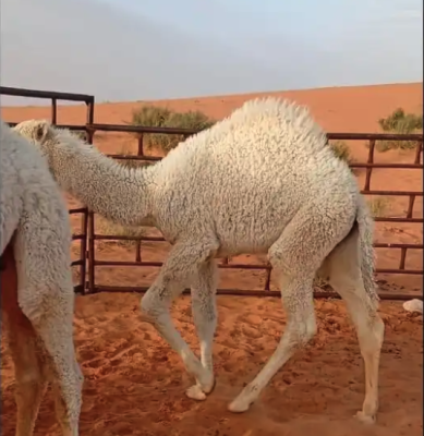 حشو برية لباني للبيع