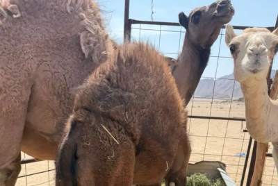قعدان