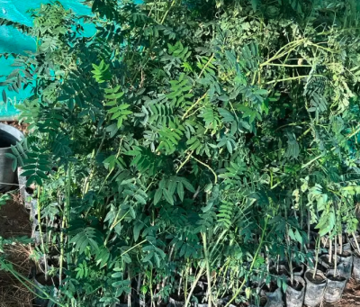 عرض شتلات الجمله 5000 شتله بريال و30 هلله شامل التوصيل 1.30