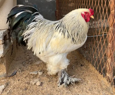 ديك براهما كولمبي