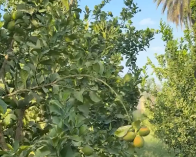 ثمرت ليمون للبيع