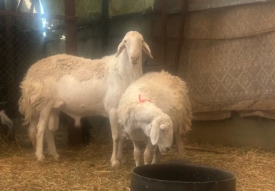 فحل حبص فاخر مشروط القشع