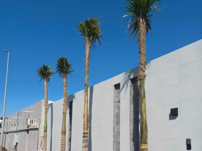 نخل بجميع انواعه ومقاساته زينه وعربي