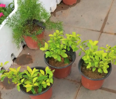 مشتل توريد النبتات و الاشجار