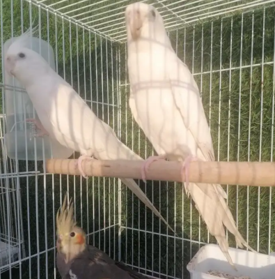 كروانات متكلمه اليفه وهدد ومنتجه