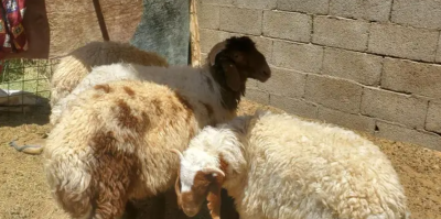 5 خرفان ورخلة اضاحي