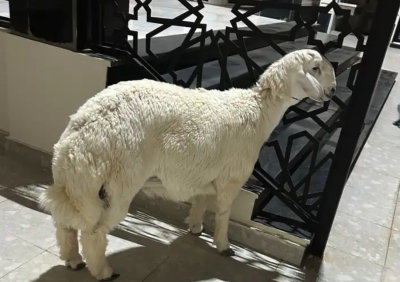 عدد 2 طليان للبيع