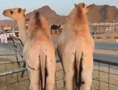 قعدان مغلقه الموقع نجران