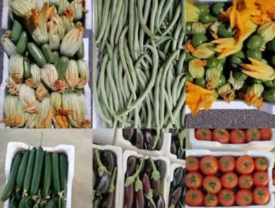 توصيل خضار القصيم والشعبيات للرياض