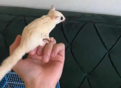 زوج سناجب شوقر قلايدير اليفه وتاكل من اليد