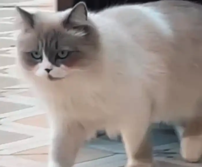 قط ذكر ضايع