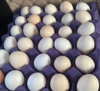 بيض بلدي للاكل