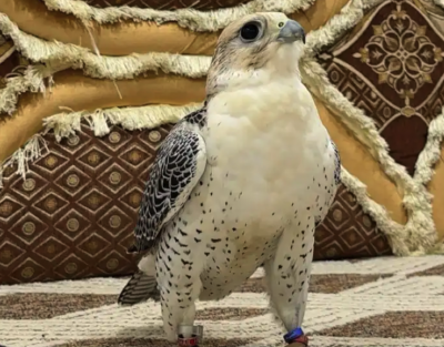 ضايع لي تبع جير من يجده يكلمني