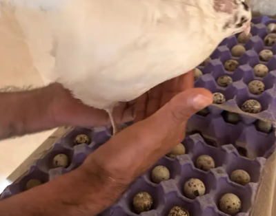 بيض سمان تكساس العملاق مخصب للبيع