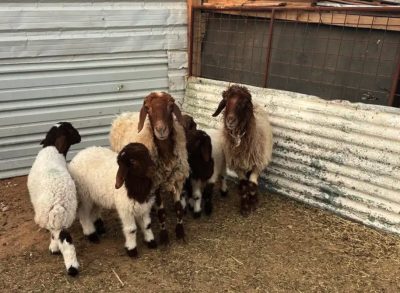 شاتين نعيم متاومه