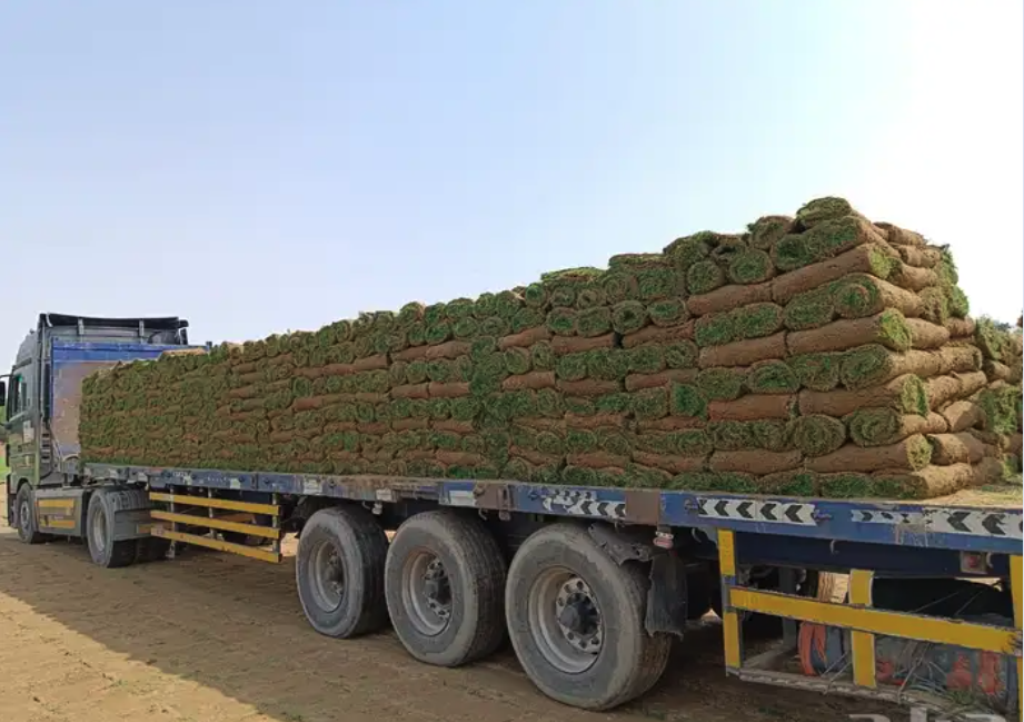 نجيله خضراء طبيعيه