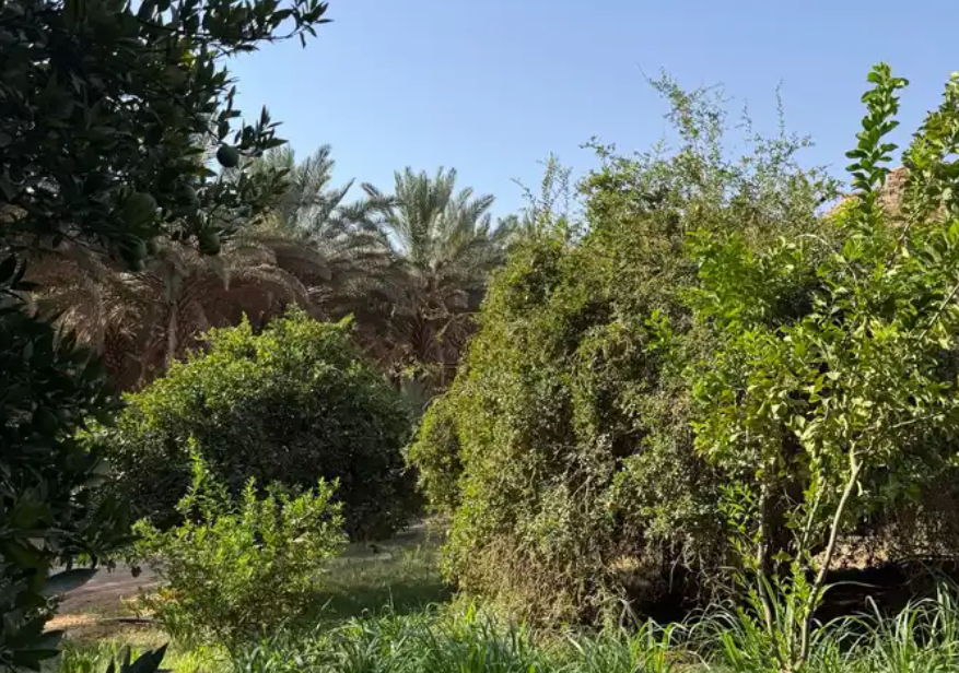 استراحة وشاليه العلا بمسبح جبلي خاص