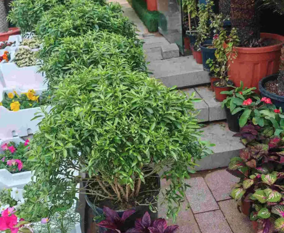 الزراعة الثيل الطبيعي وتركيب شبكات الري العادي والاتوماتيك