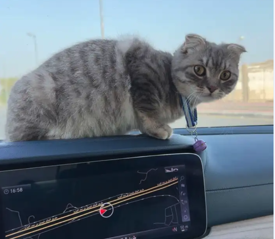 قطه لتبني مكه المكرمه الشرايع