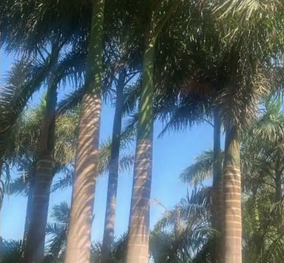 يوجد لدينا نخل ملوكي في جده بجميع المقاسات