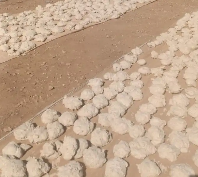 علف عجين طحين للحلال الابل والغنم