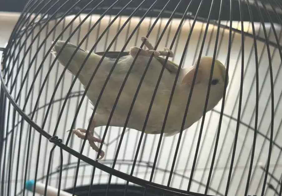 روز لونه مميز