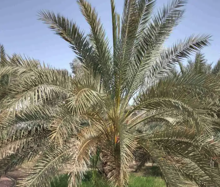 نخل للبيع جثايث نقايل فروخ