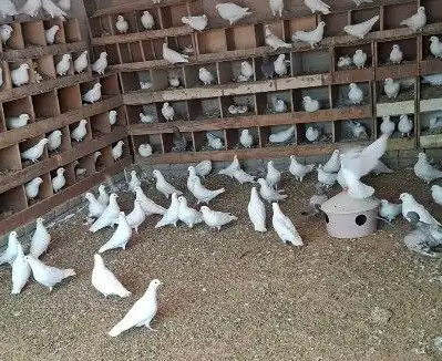 للبيع حمام فرنسي منتج
